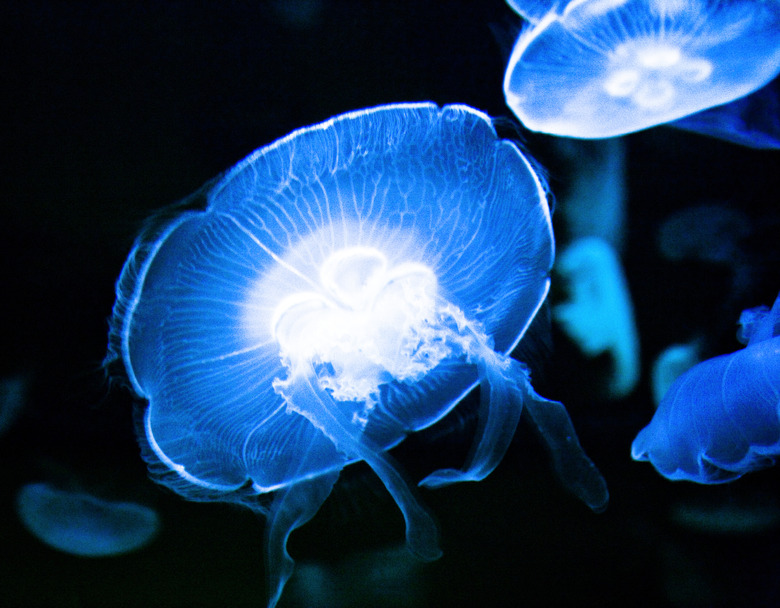 Close-up of jellyfish