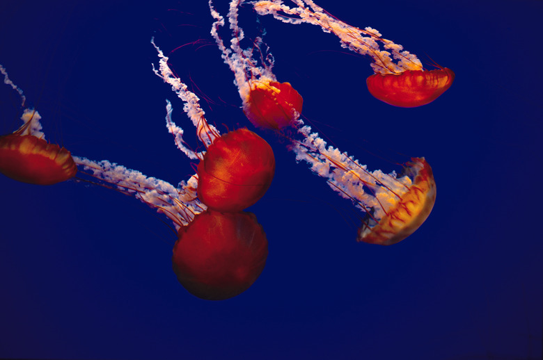 orange and white jellyfish swim under blue water as their long tentacles stretch upward