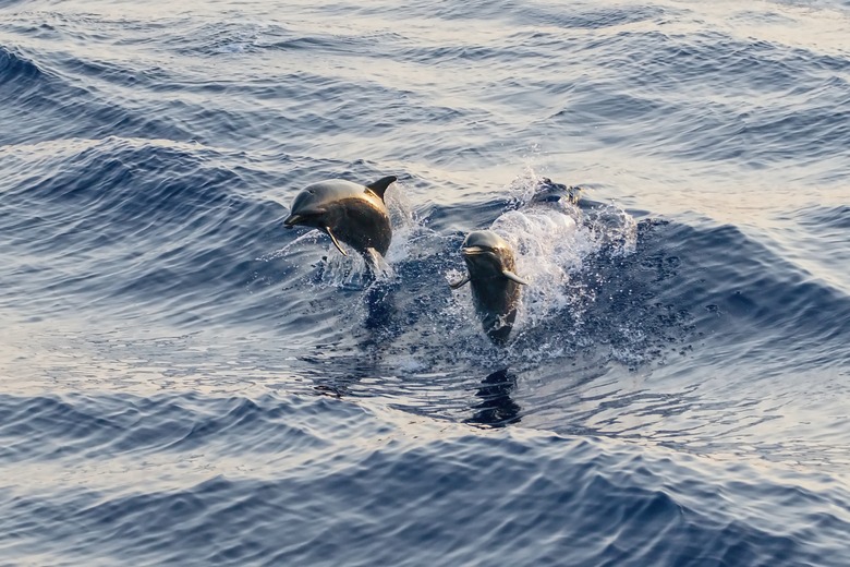 Two wild bootlenose dolphins jumping in the sea surface