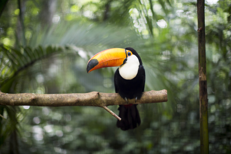 Toucan on the branch