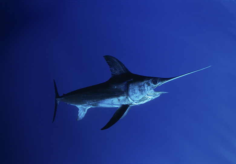 Swordfish (Xipias gladius) in open ocean, Cocos Island, Costa Rica - Pacific Ocean.