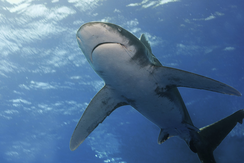 carcharhinus longimanus