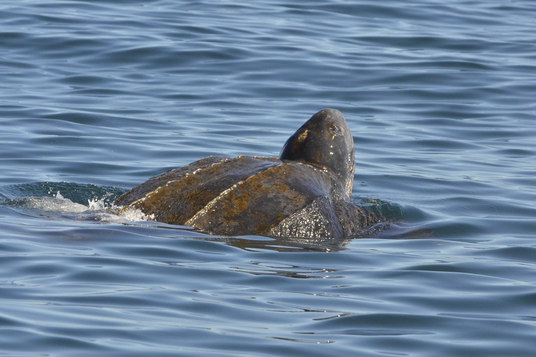 Leatherback turtle swimming in the Atlantic Ocean