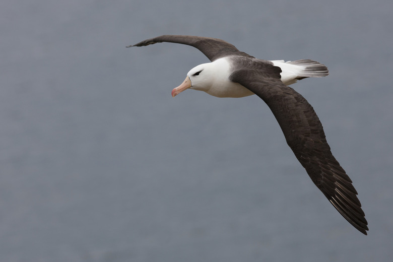 Black-browed Albatross