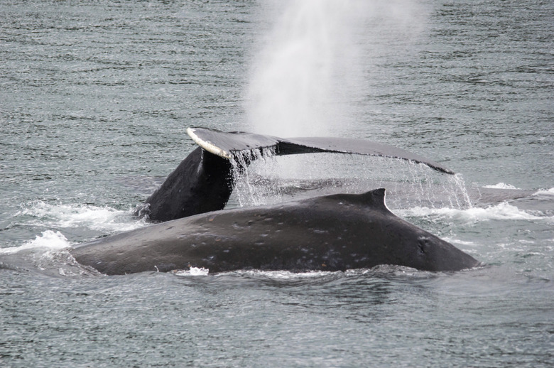 Humpback whale group