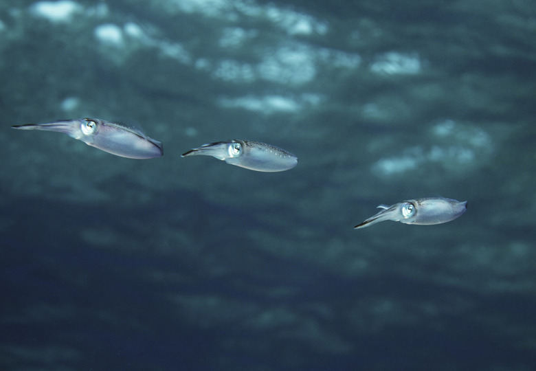 Three swimming squids