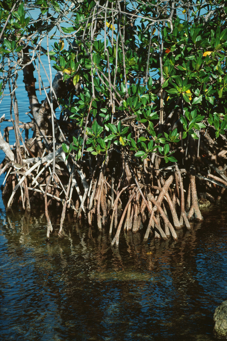 Mangrove trees in water in Florida