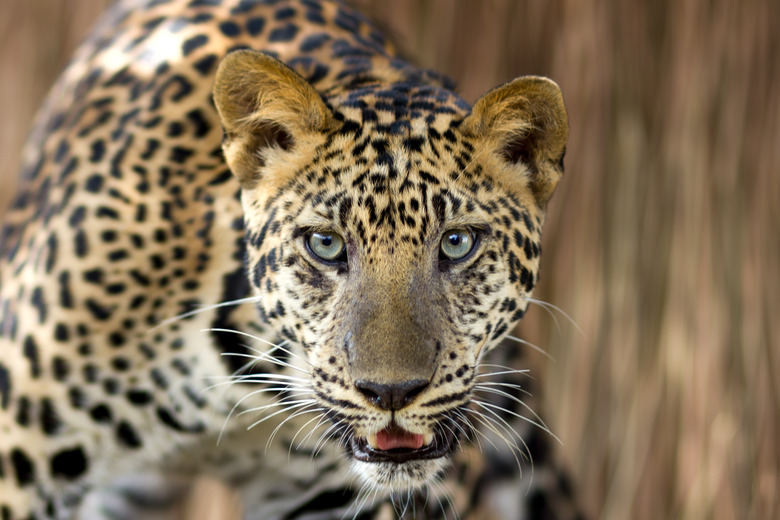 Leopard portrait