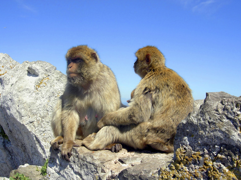 Barbary Macaques on Gibraltar rock