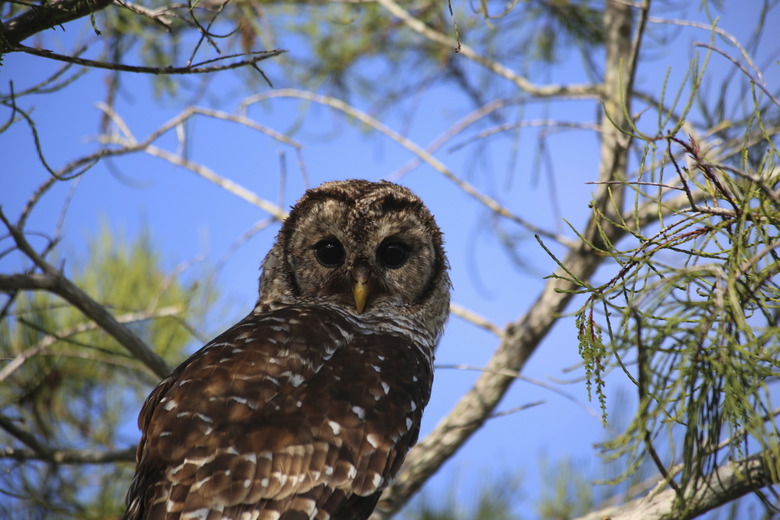 BARRED OWL