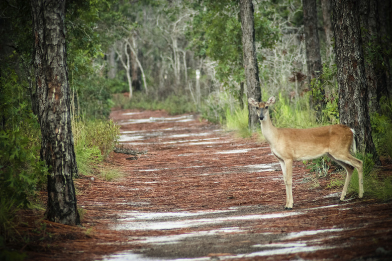 Whitetail Deer at Carolina Beach