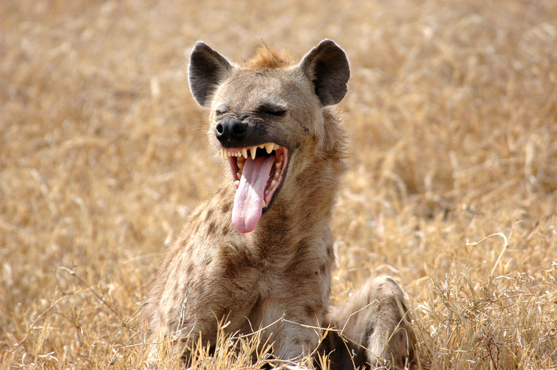 Hyena showing Tongue