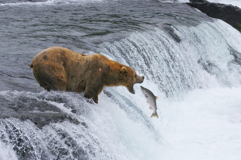 Animals of the Ecosystem