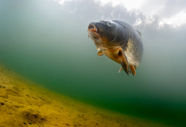 Carp of the family of Cyprinidae