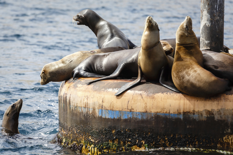 Sea Lions mass on piling barking and sunning themselves