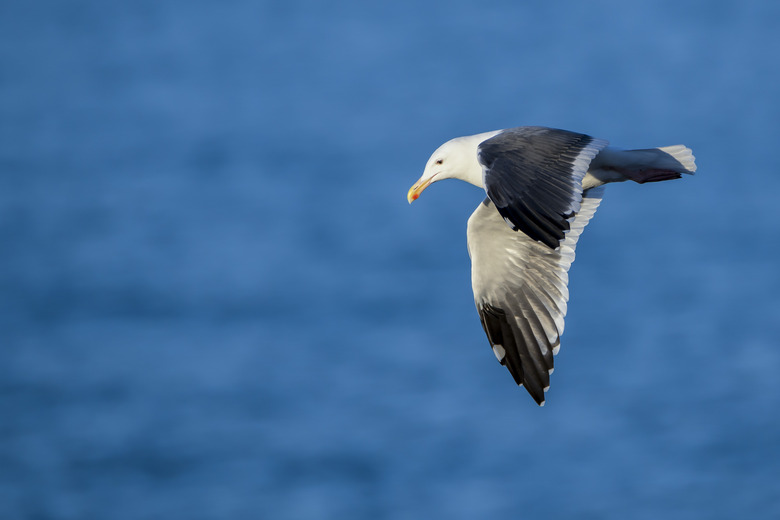 California Sea Gull