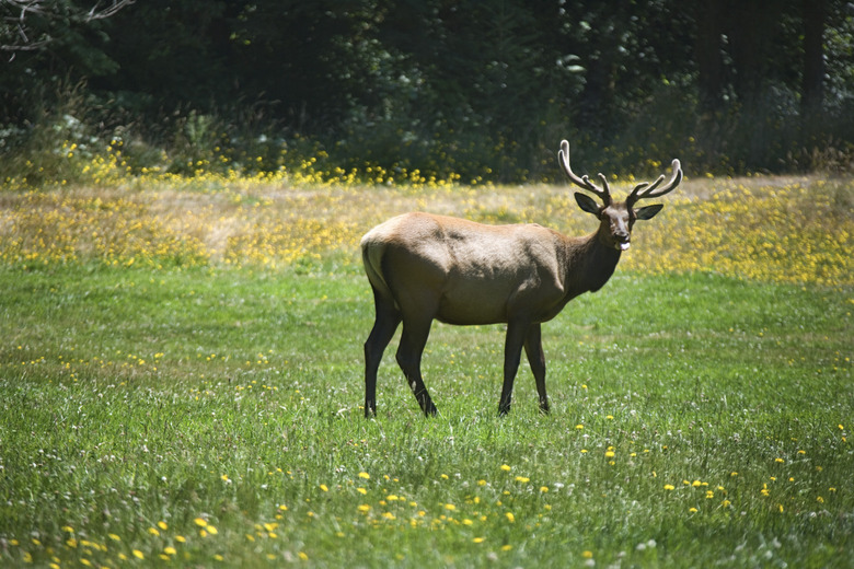 Elk in field