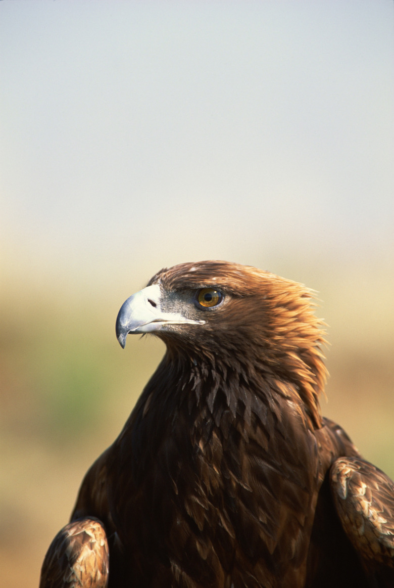 Portrait of golden eagle