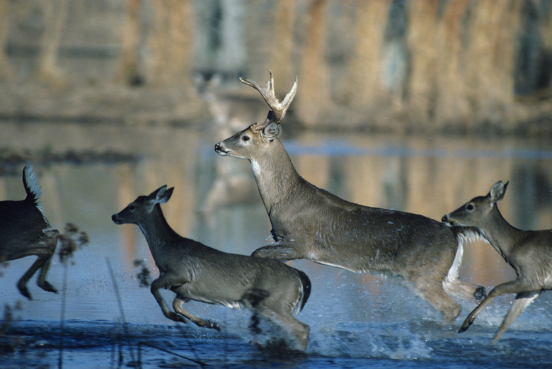 Herd of whitetail deer running through water