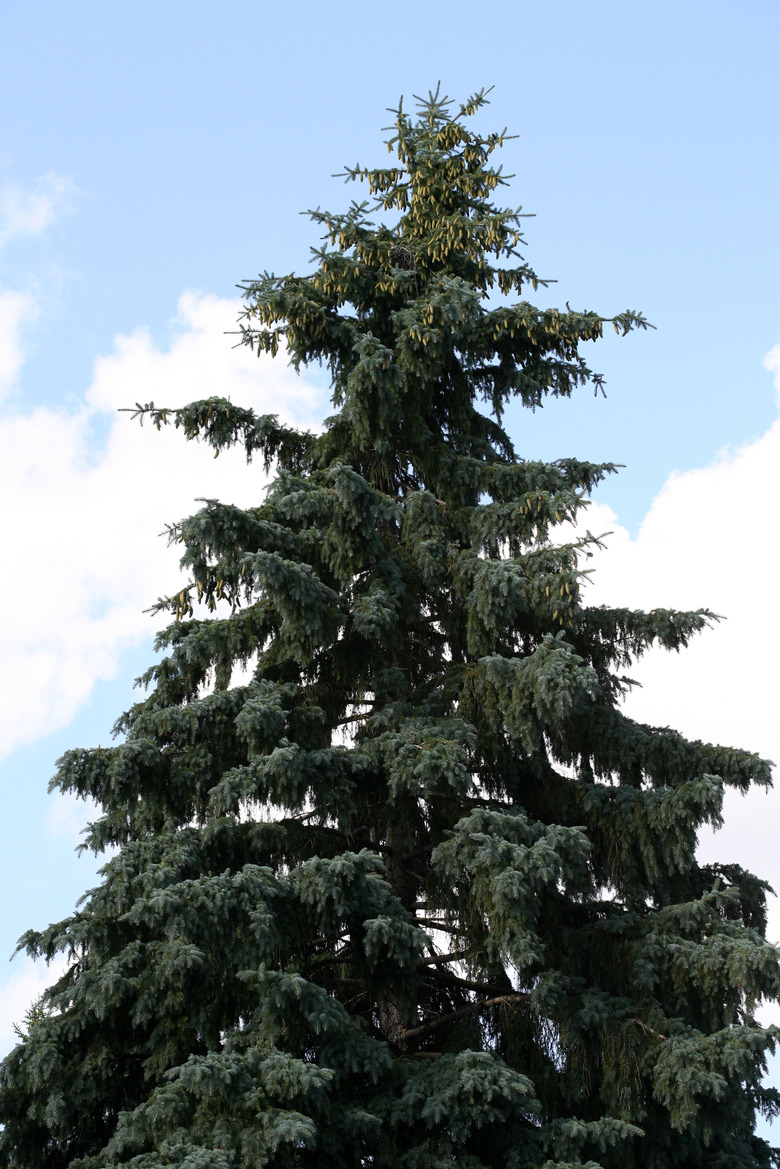 Coniferous tree against blue sky