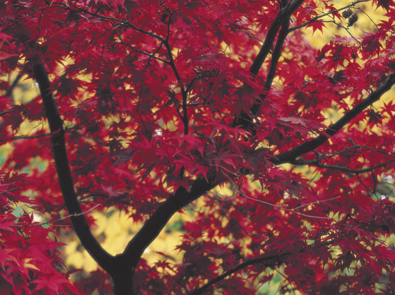 Red maple leaves