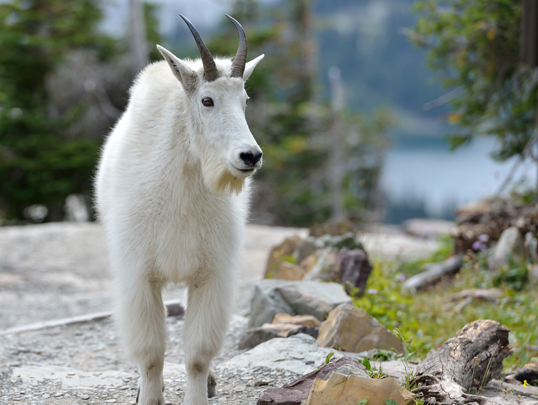 Adult (untagged) mountain goat