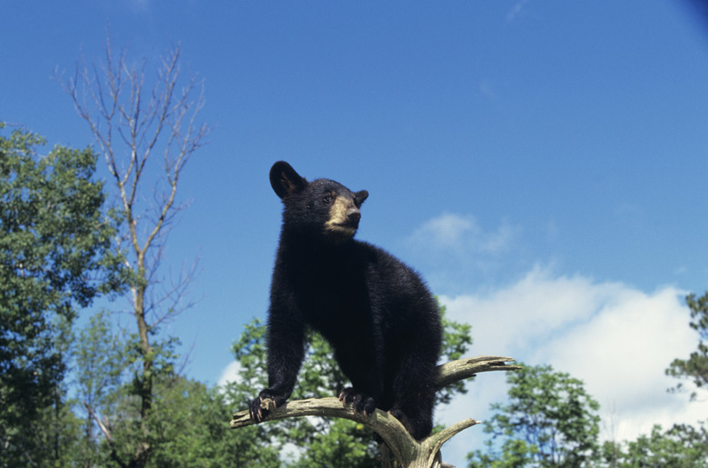 American black bear (Ursus americanus) cub, Minnesota, USA