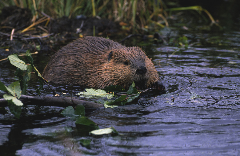 Beaver in river