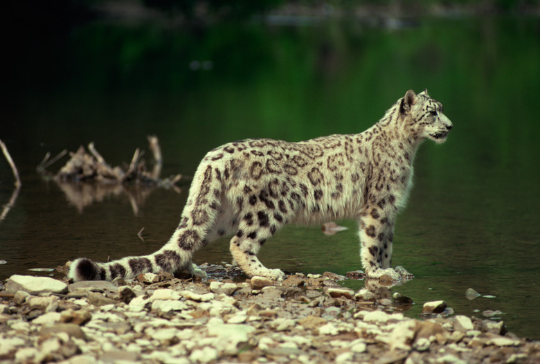 Snow leopard