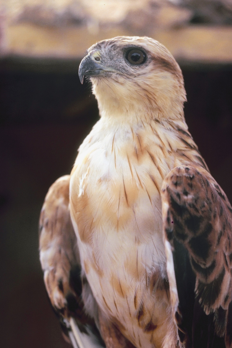 Golden eagle