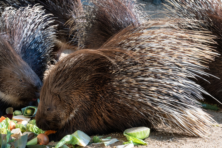 Cape porcupine eats vegetables (Hystrix africaeaustralis)