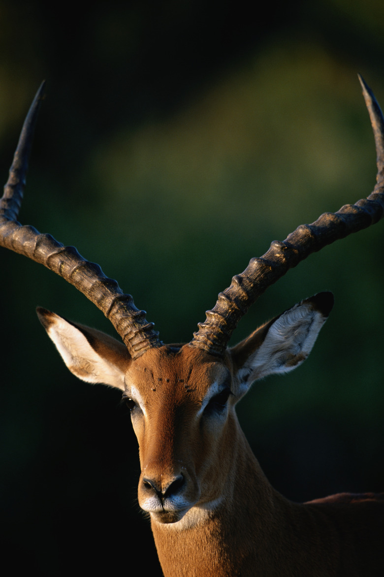 Impala (Aepyceros melampus) close up, Samburu N.R, Kenya