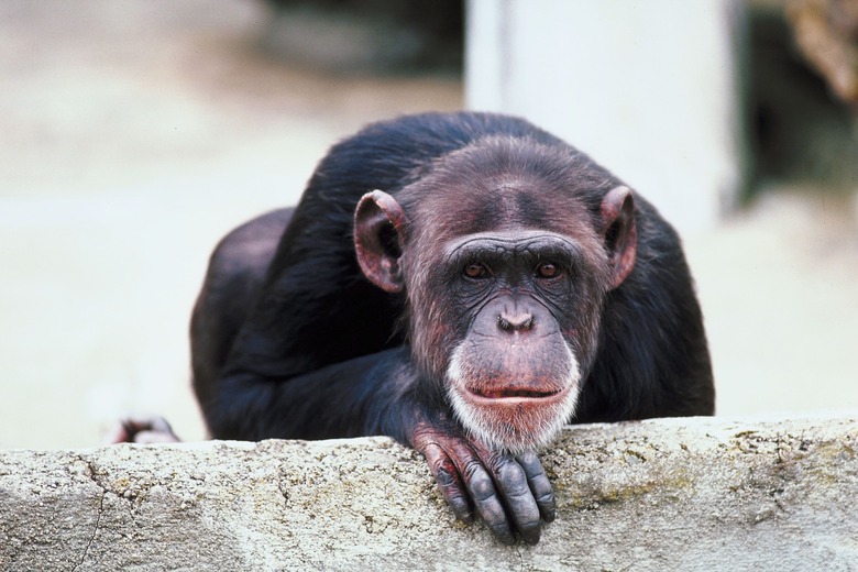 Chimpanzee