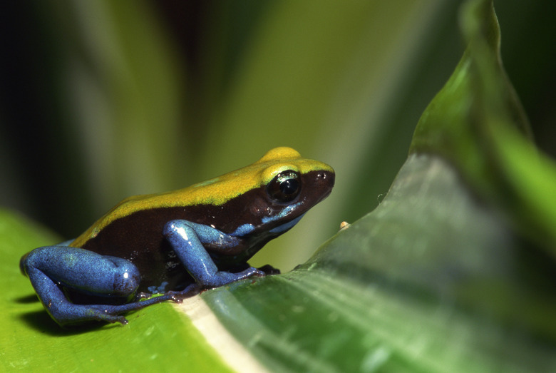 Dart frog