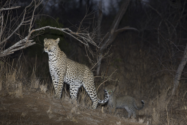 Leopard (Panthera pardus) female with young in woodland, night, Sabi Sand Game Reserve, South Africa