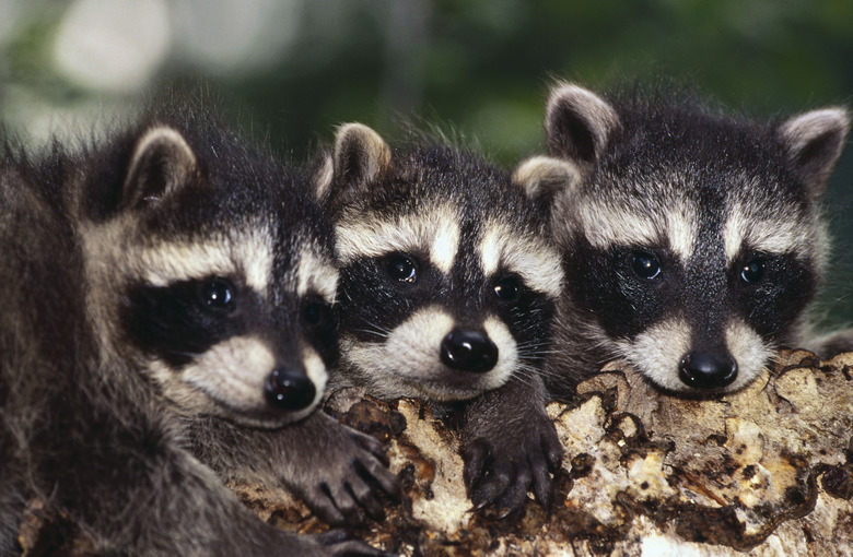 Baby raccoons