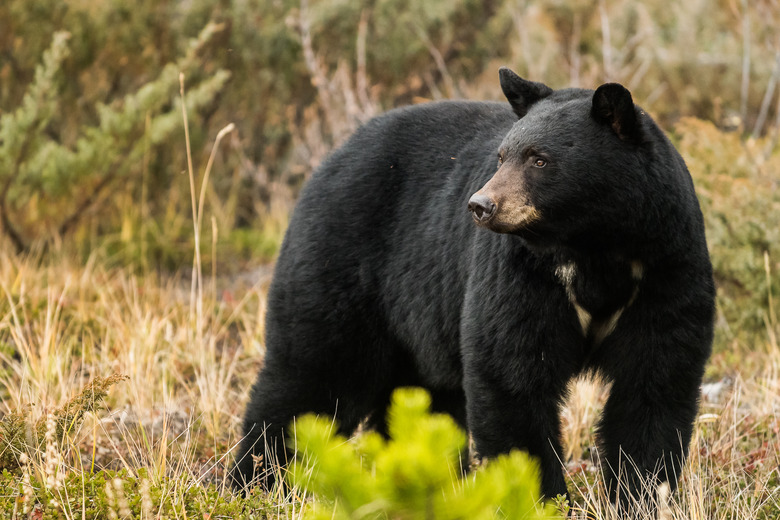 Ours noir