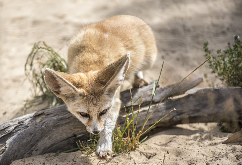 Fennec fox