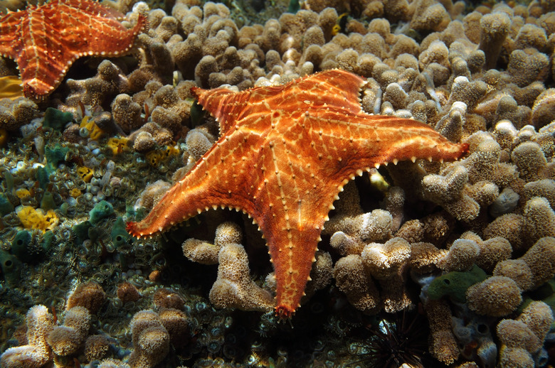 Starfish underwater over coral seabed