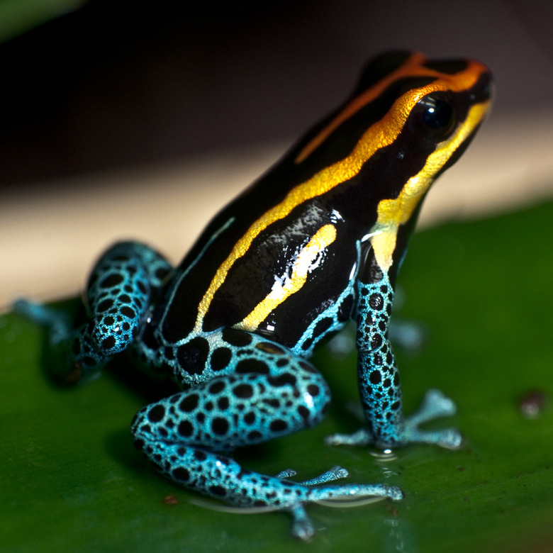 Poison Dart Frog Sitting on a Leaf