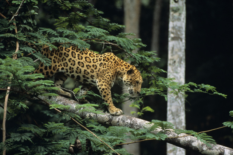 Jaguar (Panthera onca) in tree