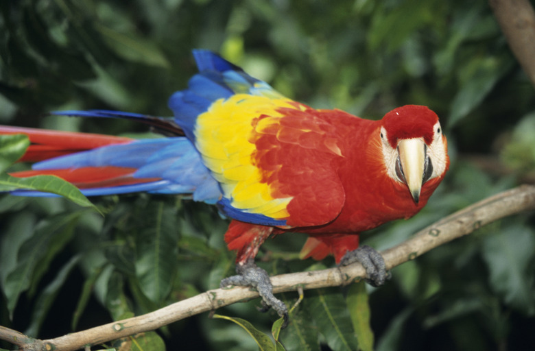 Scarlet macaw (Ara macao) on branch, Costa Rica