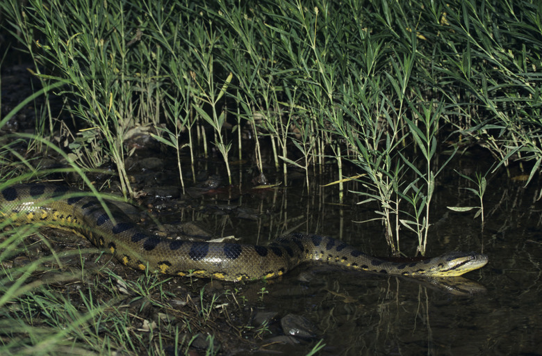 Green anaconda (Eunectes murinus), world's largest snake, South America