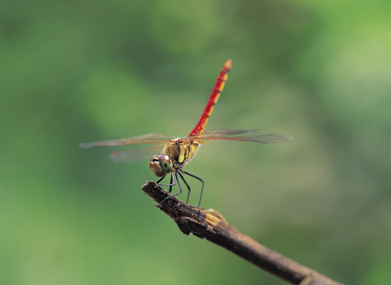 Dragonfly