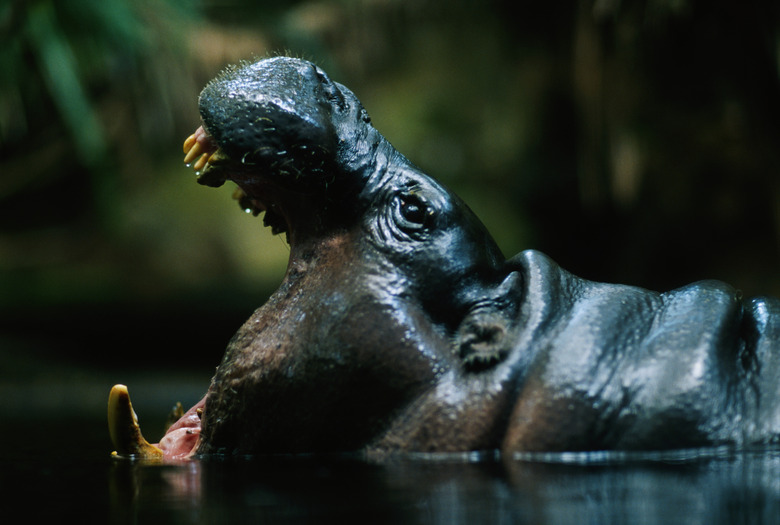 Pygmy hippopotamus (Choeropsis liberiensis) with mouth open, captive, West Africa