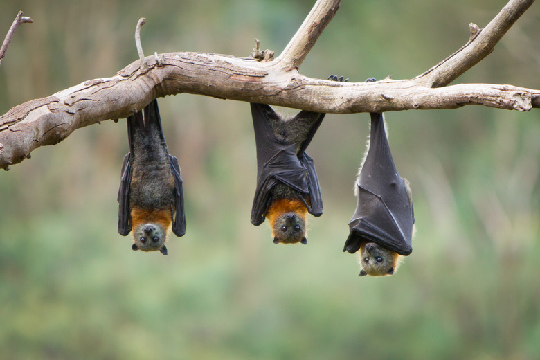 Bats