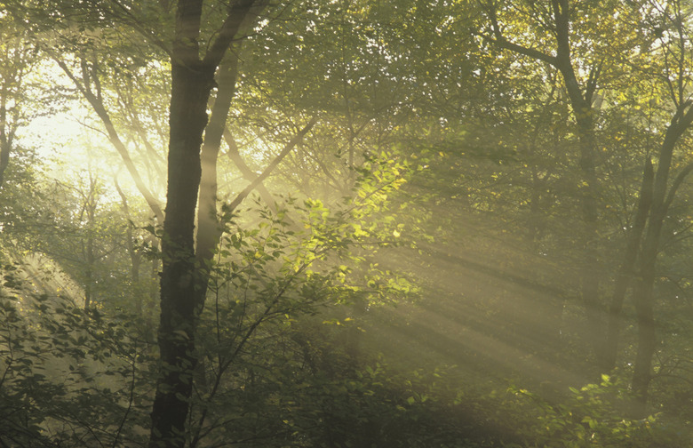 Sunlight shining through trees, Blackwater Falls State Park, West Virginia, USA