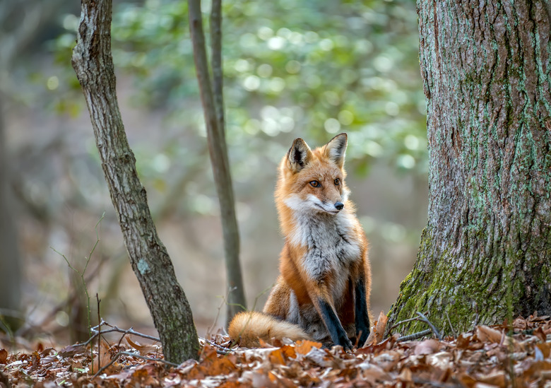 Wild Red Fox peeking around a tree in a forest