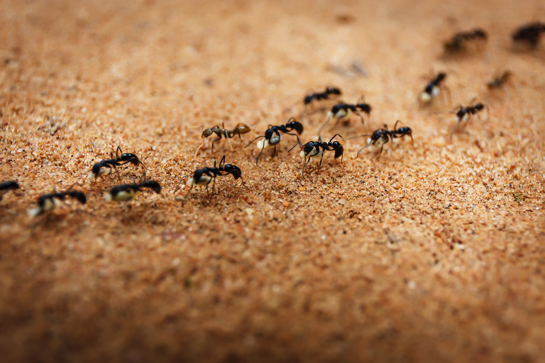 Marching ants