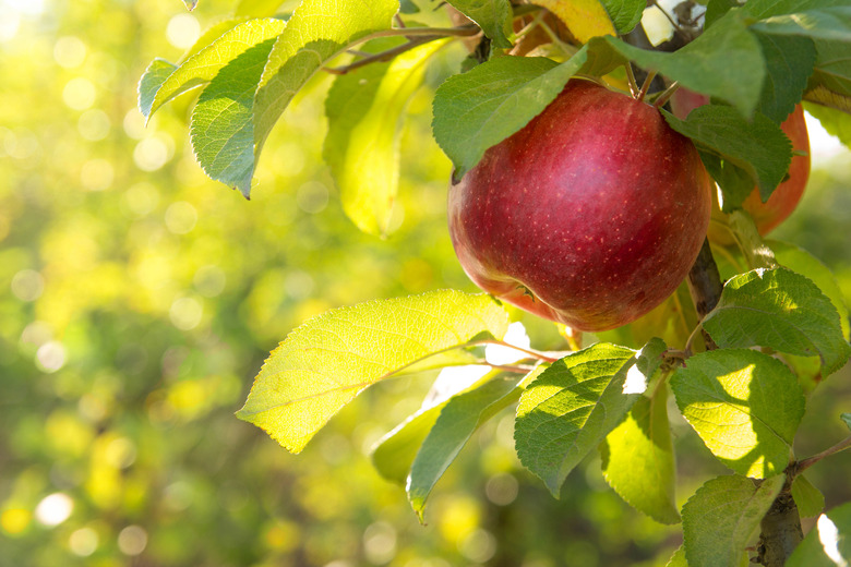 Apple Tree Leaf Identification